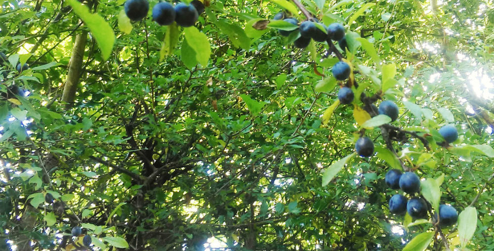 Sloes on Branch